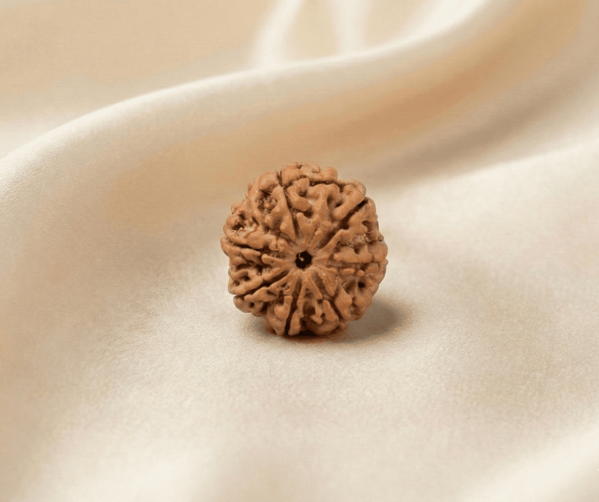Natural 7 Mukhi Mahalakshmi Rudraksha
